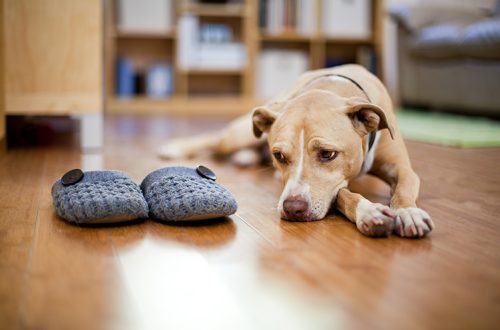 Home Alone: ​​How Does Loneliness Affect Your Dog?