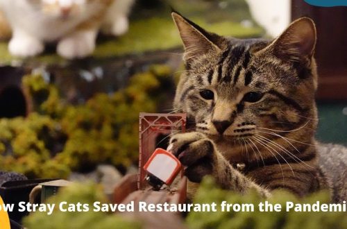 Homeless cats saved the restaurant from bankruptcy