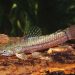 Flag-tailed catfish