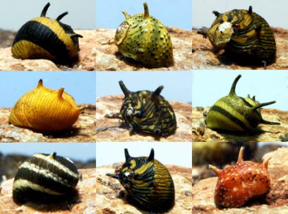 Horned snail: maintenance and care, photo, description.
