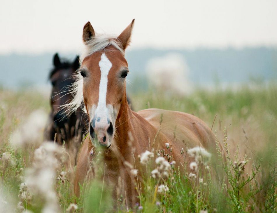 horse hearing