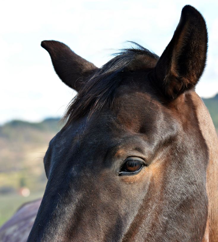 horse hearing