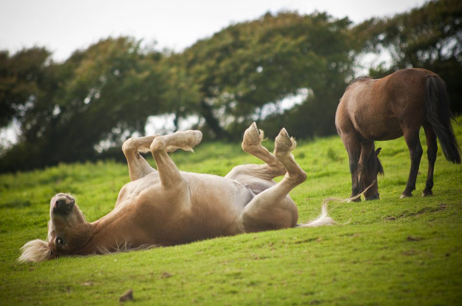 Horse maintenance: 5 freedoms