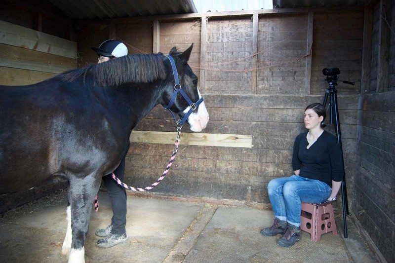 Horses remember the facial expression of a person in a photo