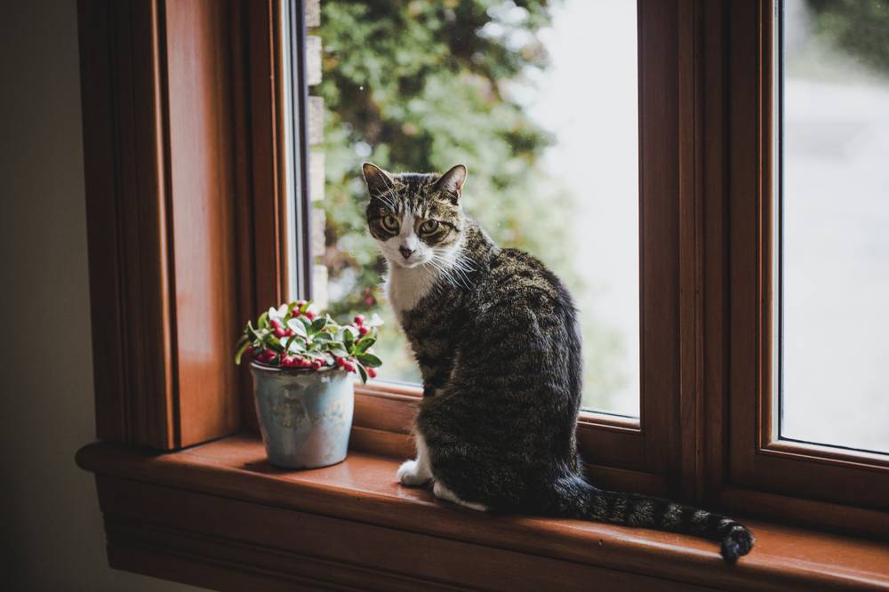 Houseplants that are safe for cats