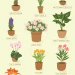 Houseplants that are safe for cats