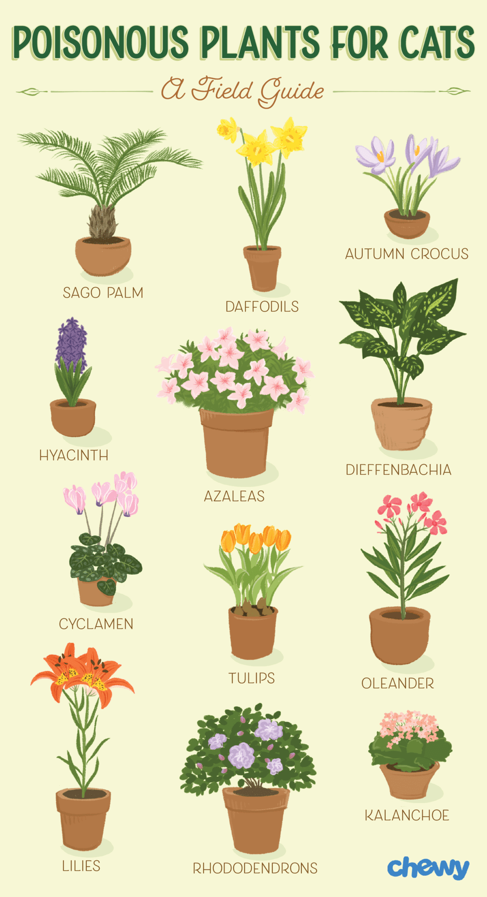 Houseplants that are safe for cats