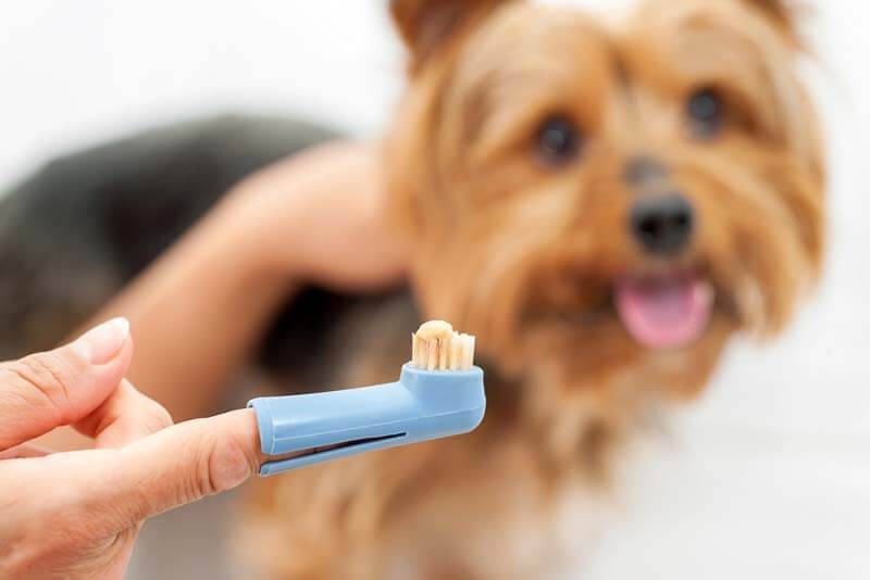 How and how to brush your dogs teeth at home?