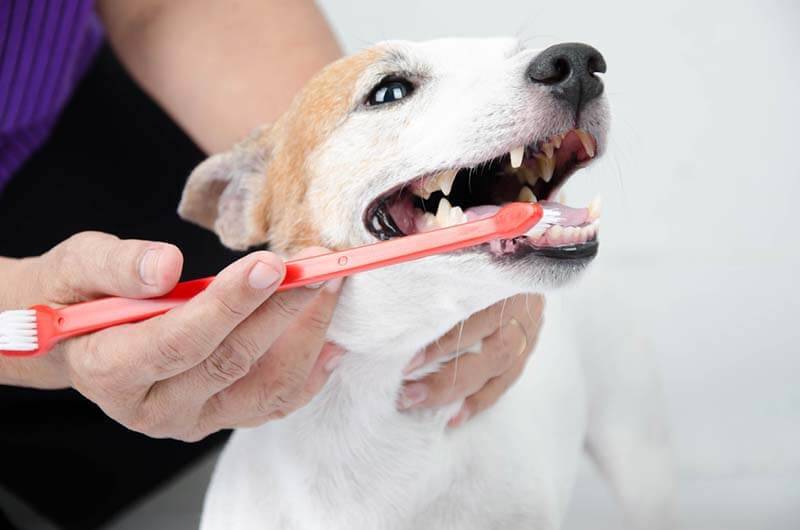 How and how to brush your dogs teeth at home?