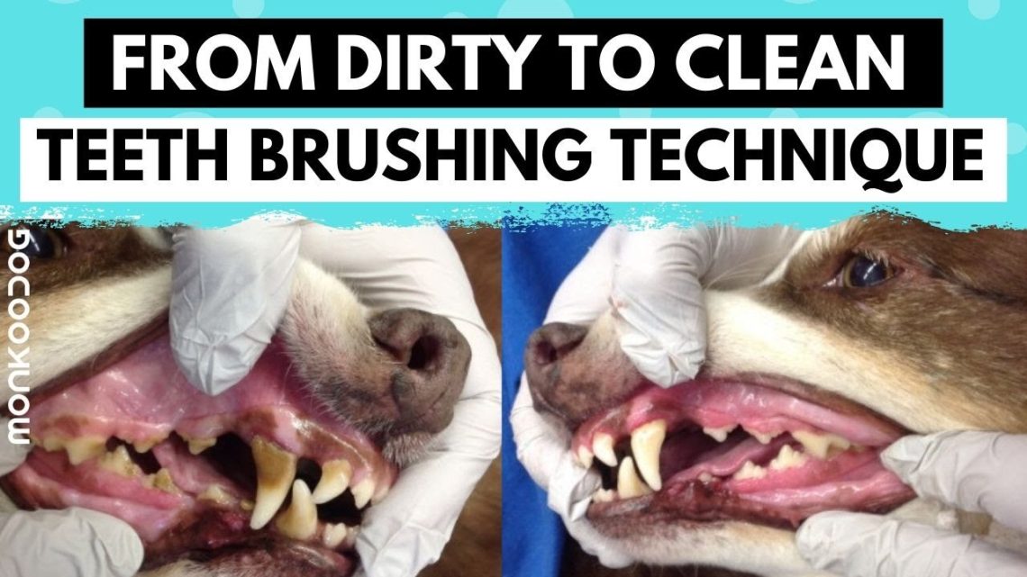 Hogyan és hogyan mosson fogat kutyájának otthon?