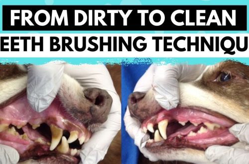 How and how to brush your dog&#8217;s teeth at home?