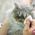 How and how to wash the eyes of a kitten or an adult cat