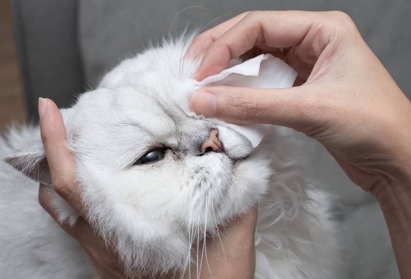 How and how to wash the eyes of a kitten or an adult cat