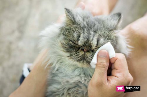 How and how to wash the eyes of a kitten or an adult cat
