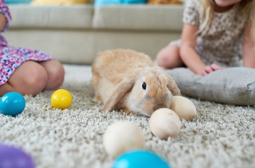 How and what to play with a rabbit?