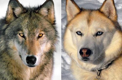 How are dogs different from wolves?