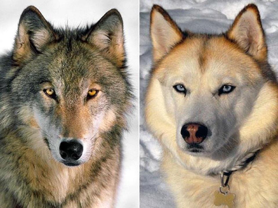 How are dogs different from wolves?