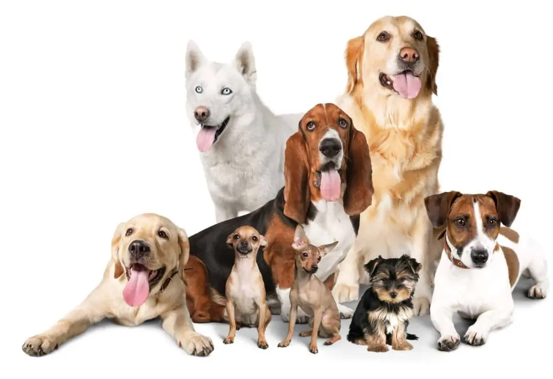 Medium-Size Dog Breeds