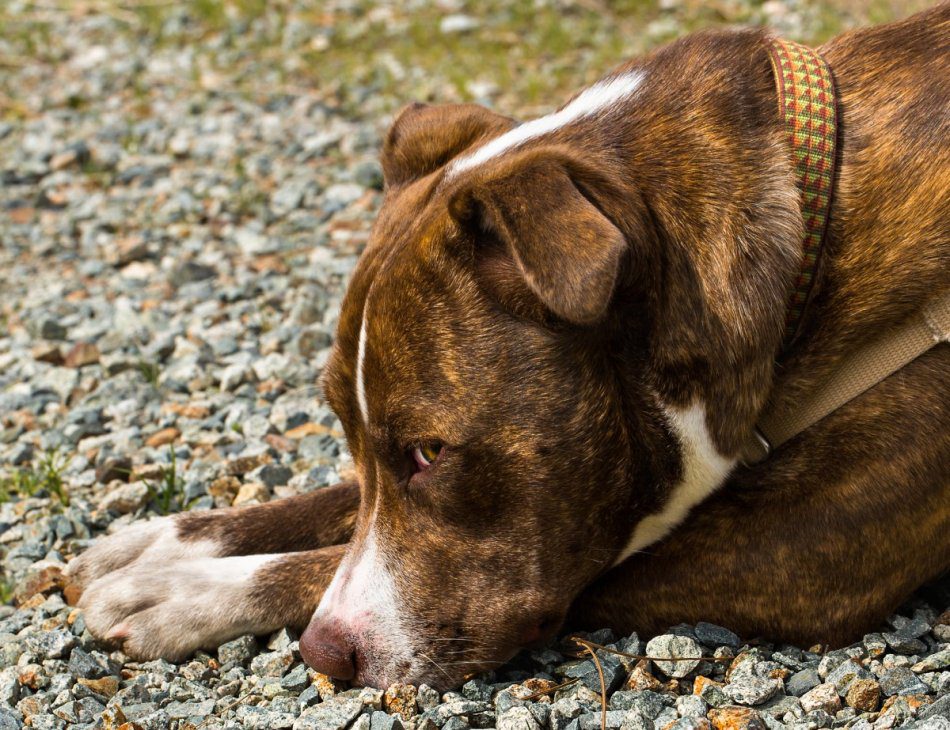 How can you help your dog deal with stress?