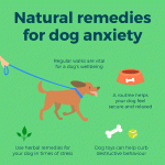 How can you help your dog deal with stress?