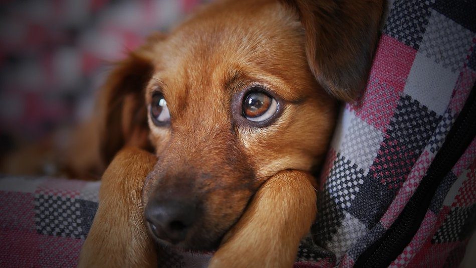 How can you help your dog deal with stress?