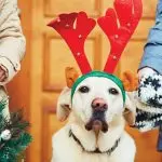 How can you help your dog get through the Christmas holidays? 10 life hacks!