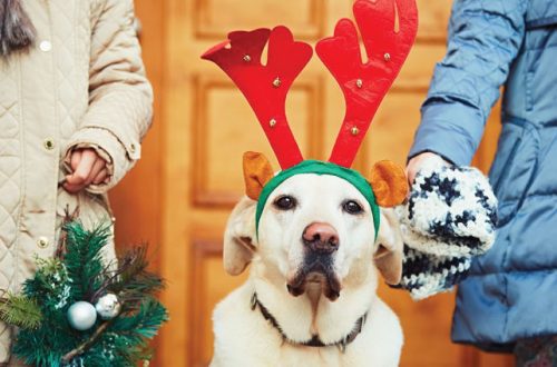 How can you help your dog get through the Christmas holidays? 10 life hacks!