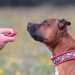 What are dog training courses?