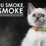 How dangerous is tobacco smoke for a cat?