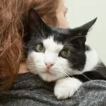 How do cats manipulate humans?