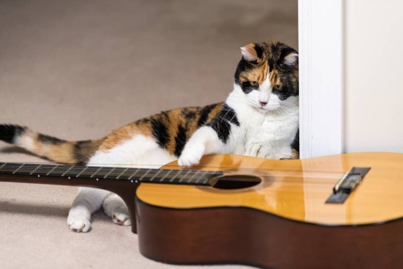How do cats react to music?