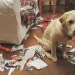 How do dogs apologize?