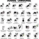 How do dogs communicate and what can they “tell” us?