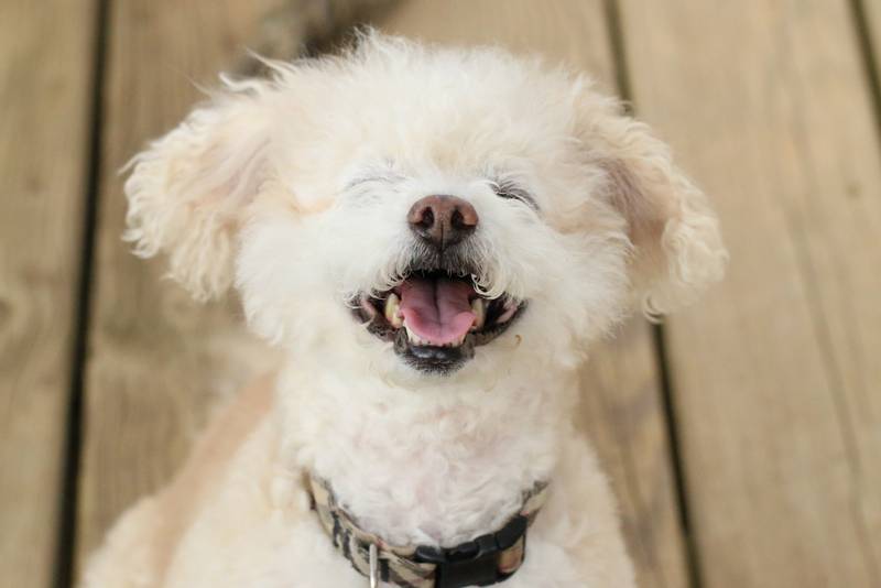 How do dogs laugh?