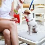 How do dogs “learn” to understand people?