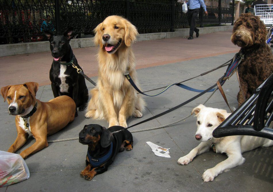 How do dogs live in the city?