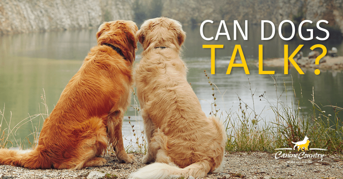How do dogs talk to each other?