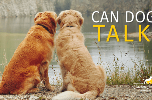 How do dogs talk to each other?
