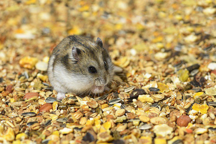 How do hamsters differ depending on the variety?