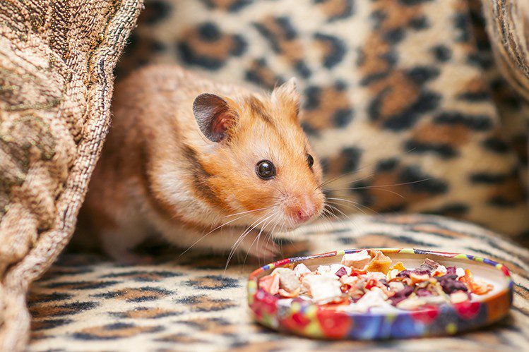 How do hamsters differ depending on the variety?