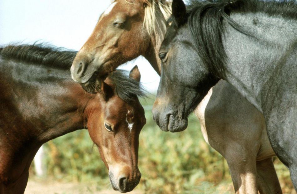 How do horses sleep?