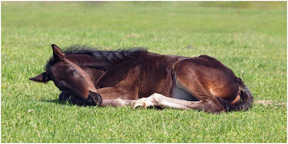 How do horses sleep?