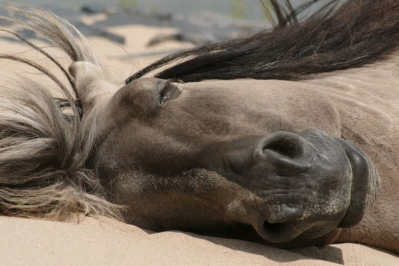 How do horses sleep?