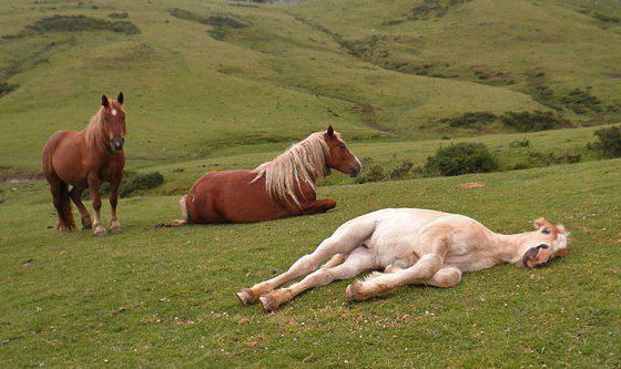 How do horses sleep?