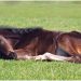 Colic in horses. Coprostasis