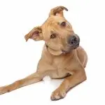 How do we confuse dogs?