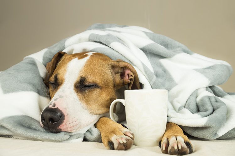 How do you know if a dog has a cold?