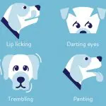How do you know if a dog is stressed?