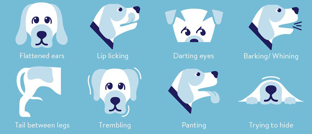 How do you know if a dog is stressed?