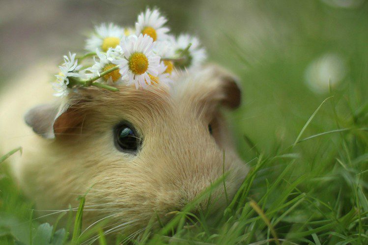 How do you know if a guinea pig is sick?
